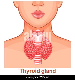 Schilddrüse, Trachea innere Organanatomie, Frau Hals Hals, menschliches endokrines System Gesundheit Symbol. Medikamentöse Behandlung von Hyperthyreosen. Vektor Stock Vektor