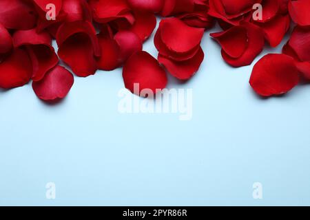 Wunderschöne rote Rosenblütenblätter auf hellblauem Hintergrund, flach liegend. Platz für Text Stockfoto