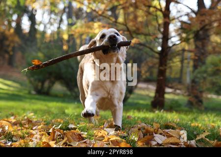 Süßer Labrador Retriever, der sich im sonnigen Herbstpark einen Stock holt Stockfoto