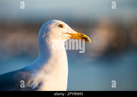 Porträt von Europäischer Heringsmöwe, Larus argentatus bei Sonnenuntergang Stockfoto