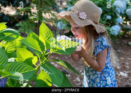 Süßes kleines Mädchen mit Hut, das im Garten eine Blume Hortensien schnüffelt. Kindergärtnerei Stockfoto