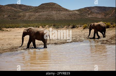 Zwei Riesen am Wasserloch. Elefanten auf den Ebenen Afrikas. Stockfoto