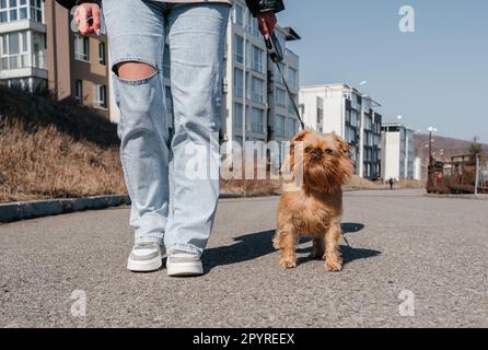 Mit einem Brüsseler Griffon-Hund in der Stadt spazieren gehen. Hund und Besitzer sind spazieren gegangen. Stockfoto