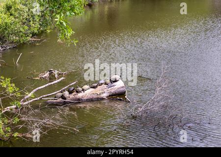 Schildkröten stellen sich an einem sonnigen Tag auf einen gefallenen Baumstamm. Stockfoto