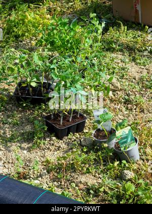 Junge Pflanzen in Baumschulen, bereit zum Anpflanzen im Garten, junge grüne Pflanzensämlinge Stockfoto