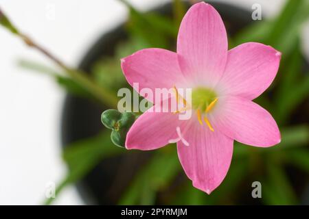 Regenlilie oder Zephyrlilie, auch bekannt als kubanische zephyr oder Rosenfeenlilie, die nur nach starkem Regen blüht, kleine tropische und dekorative rosa Blüten, die direkt genommen werden Stockfoto