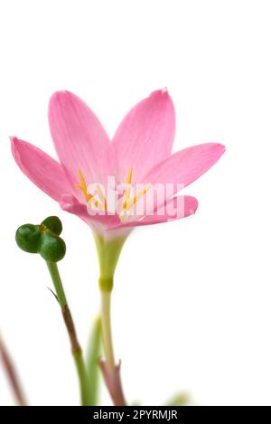 Nahaufnahme von Regenlilien oder Zephyrlilien, auch bekannt als kubanische zephyr oder Rosenfeen-Lilien, blühen nur nach starkem Regen, kleine tropische und dekorative rosa Blüten Stockfoto