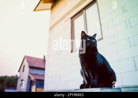 Eine wunderschöne schwarze Katze im Vordergrund und ein frisch gebautes Porenbetonhaus im Hintergrund. Cougar bewacht einen privaten Parkplatz Stockfoto