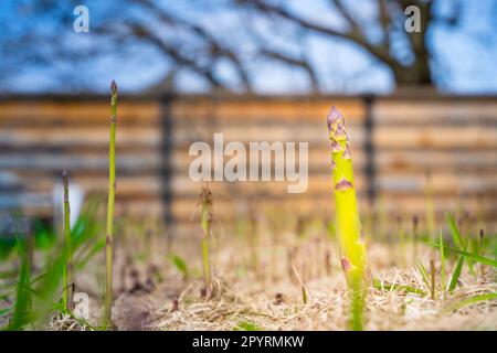 Köstlicher Spargel wächst auf einem Gartenbett, sonniger Frühlingstag. Gut gepflegter Garten mit Spargelstangen Stockfoto
