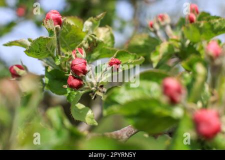 PRODUKTION - 04. Mai 2023, Sachsen, Sornzig-Ablaß: Immer noch geschlossene Blüten hängen an einem Apfelbaum. Die blühenden Apfelbäume stellen Forderungen an die sächsischen Obstanbauer. Der Obstsatz muss reduziert und ausgedünnt werden, da die Bäume sonst zu voll werden, so der Geschäftsführer des Sächsischen Obstverbands. Sauerkirschen blühen ebenfalls in voller Blüte, sagte er, während die ersten süßen Kirschen bereits verblasst seien. Für die Bauern ist jetzt die Zeit der Intensivpflege, um Schäden durch Blattläuse oder Apfelmaden zu vermeiden und zu befruchten. (Zu dpa: 'Zu viele Blüten - Sachsen Obstbauern gefordert') Ph Stockfoto