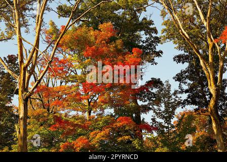 Leuchtend orangefarbene und rote Blätter, die an sonnigen Tagen von Sonnenlicht erhellt werden, stehen im Herbst in West Virginia, USA, in einem Wald auf. Stockfoto