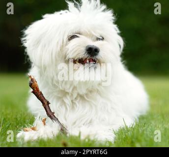 Hündchen, Tiere und maltesische Pudel sind natürlich auf grünem Rasen im Garten und sind glücklich im Outdoor Park. Jung, Hund und Garten ist ein Haustier zu Hause Stockfoto