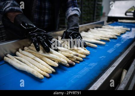 04. Mai 2023, Schleswig-Holstein, Barsbüttel: Frisch geernteter und gewaschener Spargel liegt auf dem Förderband einer Sortiermaschine in der Halle eines Bauernhofs. In Deutschland findet am 5. Mai ein weiterer Gedenktag statt - der „Tag des Deutschen Spargels“. Foto: Christian Charisius/dpa Stockfoto