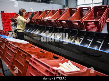 04. Mai 2023, Schleswig-Holstein, Barsbüttel: Ein Angestellter arbeitet in der Halle eines Bauernhofs an einer Spargelwaschmaschine. In Deutschland findet am 5. Mai ein weiterer Gedenktag statt - der „Tag des Deutschen Spargels“. Foto: Christian Charisius/dpa Stockfoto