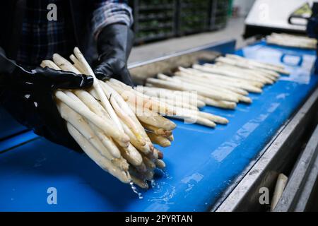 04. Mai 2023, Schleswig-Holstein, Barsbüttel: Frisch geernteter und gewaschener Spargel liegt auf dem Förderband einer Sortiermaschine in der Halle eines Bauernhofs. In Deutschland findet am 5. Mai ein weiterer Gedenktag statt - der „Tag des Deutschen Spargels“. Foto: Christian Charisius/dpa Stockfoto