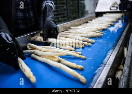 04. Mai 2023, Schleswig-Holstein, Barsbüttel: Frisch geernteter und gewaschener Spargel liegt auf dem Förderband einer Sortiermaschine in der Halle eines Bauernhofs. In Deutschland findet am 5. Mai ein weiterer Gedenktag statt - der „Tag des Deutschen Spargels“. Foto: Christian Charisius/dpa Stockfoto