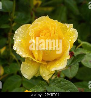 „Doris Day“ Floribunda Rose in Blüte Stockfoto