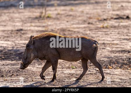 Nahaufnahme eines Gemeinen Warthogs, Phacochoerus africanus, der um den Chobe-Nationalpark, Botswana, herumläuft. Stockfoto