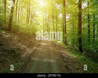 Ein Pfad führt durch einen sonnenüberfluteten Frühlingswald in Kraichgau, Deutschland. Stockfoto