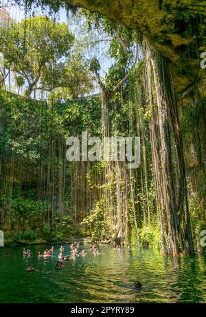 Menschen schwimmen im Kalksteinbecken, Cenote Ik kil, Pisté, Yucatan, Mexiko Stockfoto