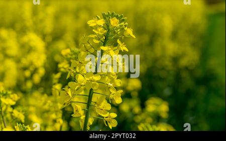 Gelbe Rapsblumen im Garten Stockfoto