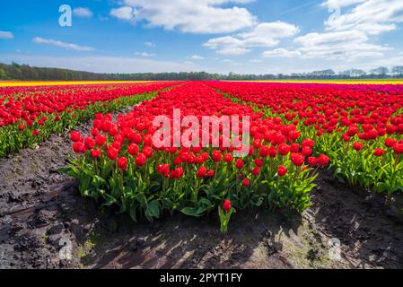 Wunderschöne Reihen blühender Tulpen in verschiedenen Farben in den niederlanden Stockfoto