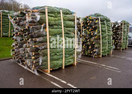 Göteborg, Schweden - november 23 2022: Mit weihnachtsbäumen gefüllte Paletten, die an Kunden verkauft werden können Stockfoto