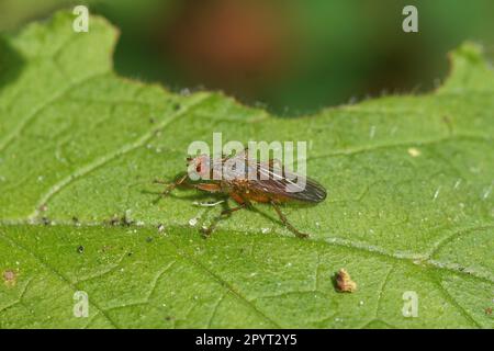 Schleuderfliege Scathophaga. Vielleicht Scathophaga furcata, aber es gibt sehr ähnliche Arten. Familie Scathophagidae. Auf einem Blatt grünen Alkanets. Stockfoto