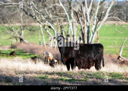 Angus-Kuh-Kalb-Paar mit Staudamm, der ihr Kalb auf einer Januarweide in Zentralalabama pflegte. Stockfoto