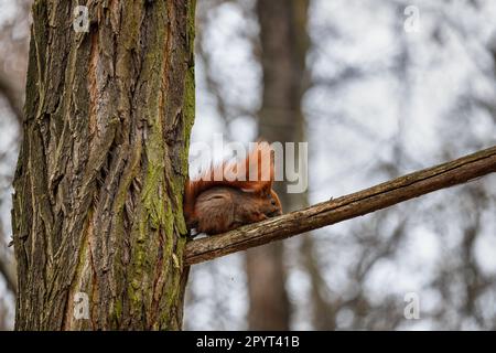 Das rote Eichhörnchen (Sciurus vulgaris) auf einem Ast im Wald mit dem Schwanz über dem Rücken, der süße kleine Baumnagel in der Familie Sciuridae sitzt Stockfoto