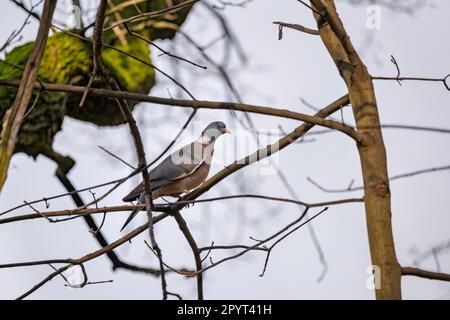 Die gewöhnliche Holztaube (Columba palumbus), der Vogel in der Taube und die Taubenfamilie Columbidae, die in der westlichen Palearktis heimisch ist. Stockfoto