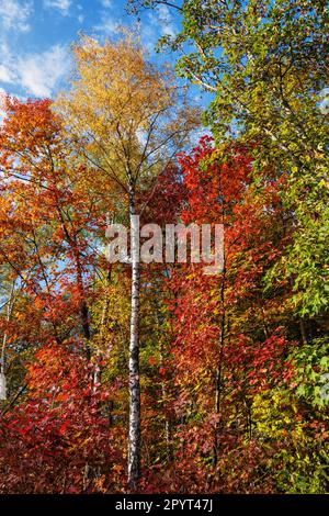 Lebhaftes Herbstlaub von Eichen- und Birkenbäumen im Laubwald am sonnigen Oktobertag. Stockfoto