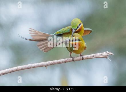 ZHANJIANG, CHINA - 2. MAI 2023 - Bienenfresser Nester und Rassen auf der Sandmauer der Leizhou-Halbinsel in Zhanjiang, Provinz Guangdong, China, 2. Mai, Stockfoto