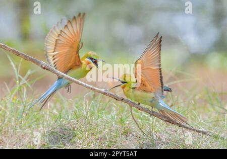 ZHANJIANG, CHINA - 2. MAI 2023 - Bienenfresser Nester und Rassen auf der Sandmauer der Leizhou-Halbinsel in Zhanjiang, Provinz Guangdong, China, 2. Mai, Stockfoto