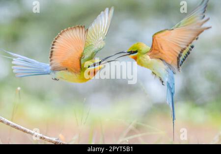 ZHANJIANG, CHINA - 2. MAI 2023 - Bienenfresser Nester und Rassen auf der Sandmauer der Leizhou-Halbinsel in Zhanjiang, Provinz Guangdong, China, 2. Mai, Stockfoto