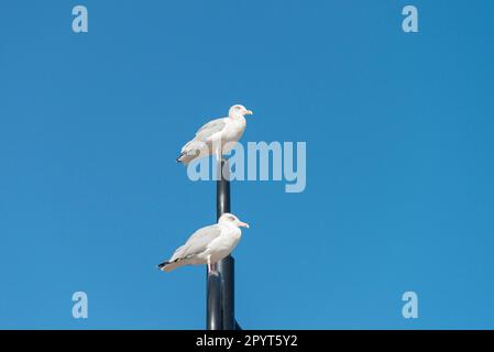 Zwei junge Heringsmull (Larus argentatus) hoch oben auf einer Straßenlaterne in Lyme Regis, Dorset Stockfoto