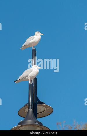 Zwei junge Heringsmull (Larus argentatus) hoch oben auf einer Straßenlaterne in Lyme Regis, Dorset Stockfoto