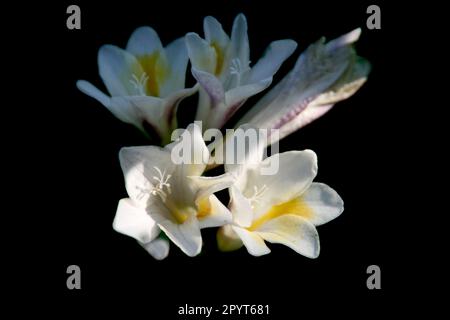 Weiße Calla-Lilien auf schwarzem Hintergrund Stockfoto