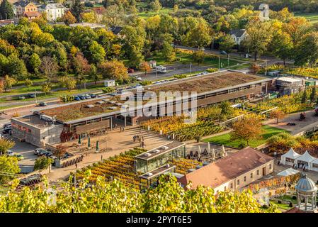 Verkaufsraum des sächsischen Staatsweinhauses Schloss Wackerbarth in Radebeul bei Dresden, Sachsen, Deutschland Stockfoto