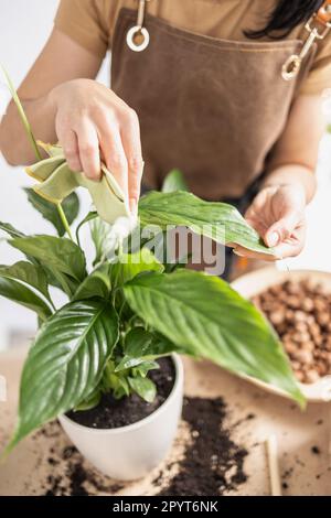 Nahaufnahme von weiblichen Gärtnerhänden beim Abwischen von Spathiphyllum-Pflanzenblättern Stockfoto