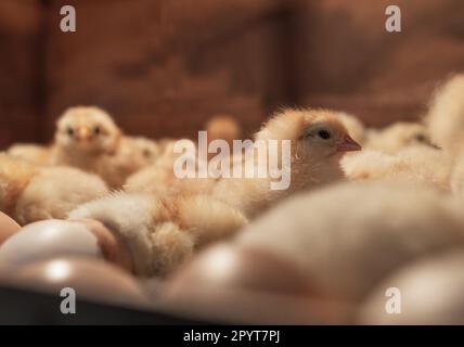 Bruteier im Inkubator. Gruppe kleiner süßer neugeborener Küken Stockfoto