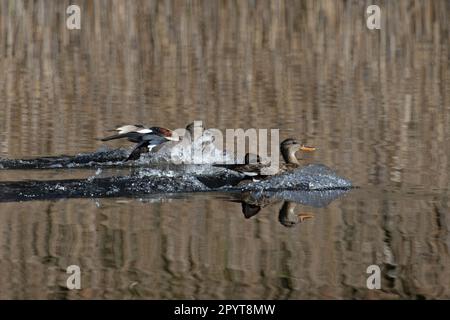 Gadwall (Anas strepera) Paar Landung Cley Norfolk UK GB April 2023 Stockfoto