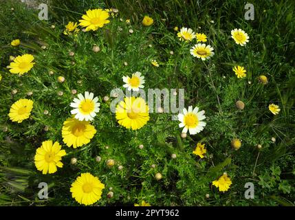 Kamillen und gelbe Gänseblümchen im Garten Stockfoto