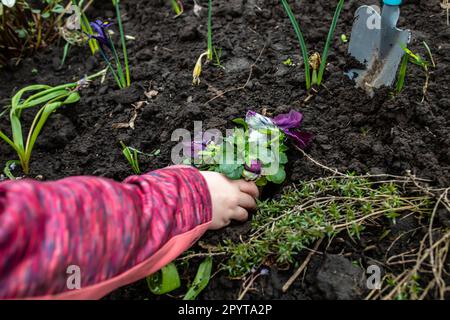 Ein Mädchen pflanzt in einem Blumenbeet eine Blume in den Boden Stockfoto