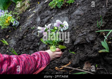 Ein Mädchen pflanzt in einem Blumenbeet eine Blume in den Boden Stockfoto