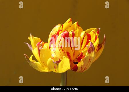 Doppelte Nahaufnahme von rot und gelb flammender Tulpe Monsella Stockfoto