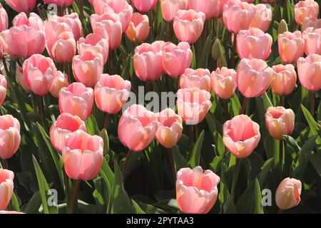 tulpensorte Pink Abdruck im Feld in den Niederlanden Stockfoto