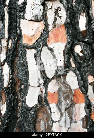 Schwarze Rinde auf einem verbrannten Kiefernstumpf nach einem Waldbrand. (Pinus canariensis). La Palma, Kanarische Inseln, Spanien Stockfoto