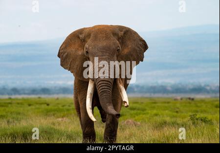 Afrikanische Elefanten Maasai Mara Kenia Ostafrika Stockfoto