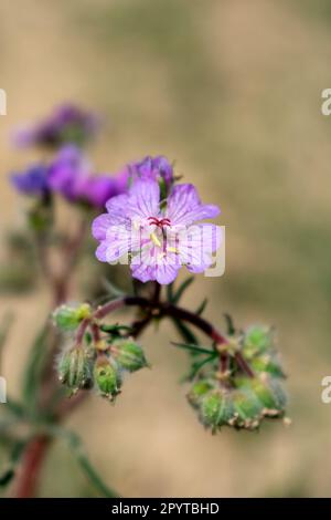 Nahaufnahme einer lila rosa Blume Stockfoto